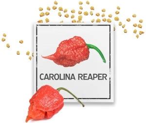 Biosnyg ™HAU-499 Carolina Reaper Chilli Seed Price in India - Buy ...