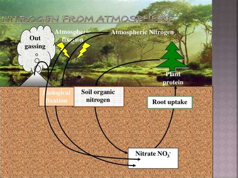 Nitrogen Cycle And Fixation