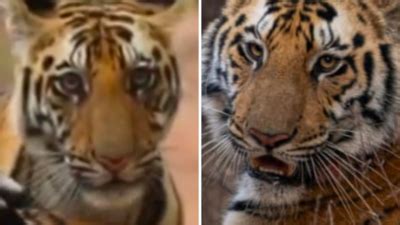 'Final notifications' for 10 Madhya Pradesh national parks pending for ...