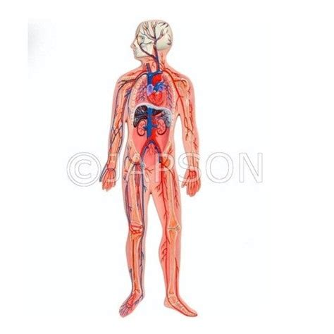 Model, Human Circulatory System – japson.com