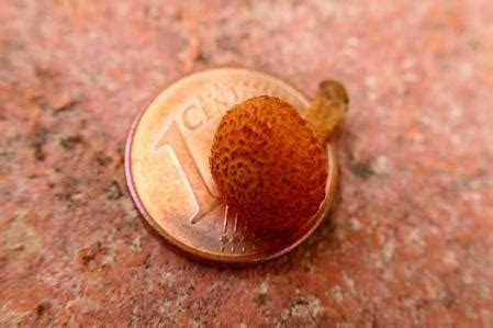 Otra borrasca trae la miniseta a Barcelona