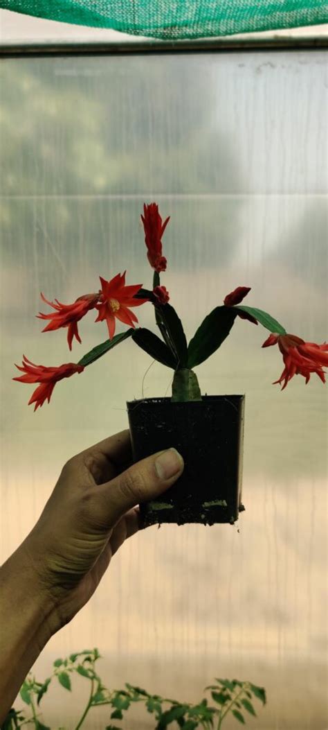 Christmas (zygo) Cactus Red