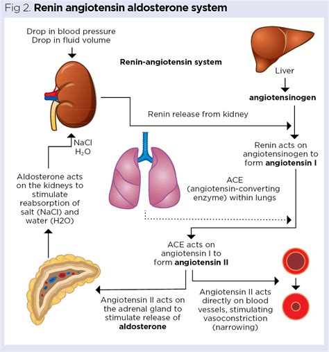 Adrenal Gland Functions Disorders