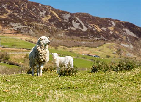 Image result for Gum Paste Welsh Sheep