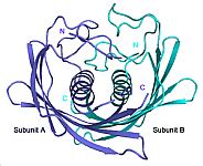 Molecular Biophysics Unit