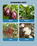 Buy Solomon Insecticide by Bayer | Broad Spectrum Dual Action Solution ...