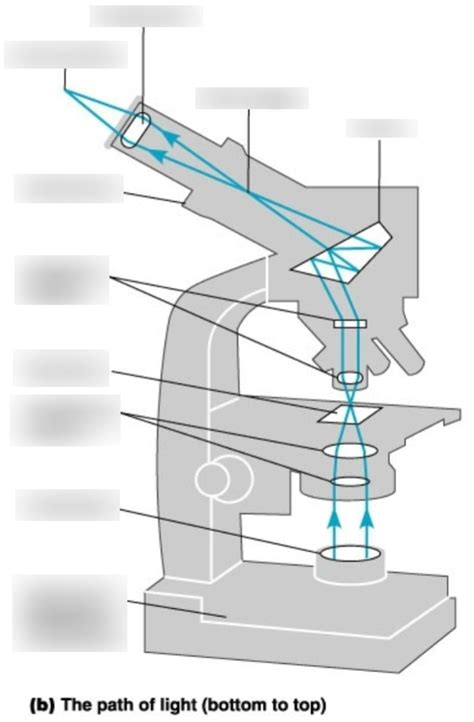Image result for Light Microscope Model