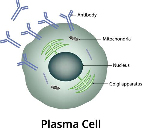 Plasma Cell Structure 的图像结果
