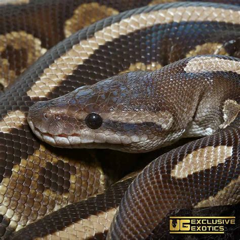 Ball Python Cint Reptile 的图像结果