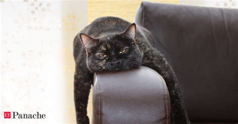 cats: Believe it or not, more cats are contracting coronavirus - The ...