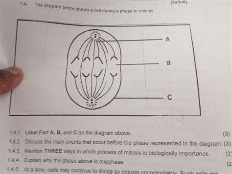 Solved: (2* 3=6) 1.4 The diagram below shows a cell during a phase in ...