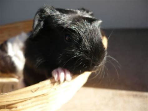 Meerschweinchen Kleinanzeigen | Meerschweinchen Annoncen ...