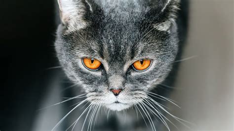 Download wallpaper 3840x2160 cat, british, gray, pet 4k uhd 16:9 hd ...
