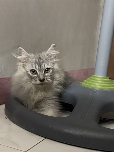 My 3 month old cat looks 68 : r/mildlyinteresting