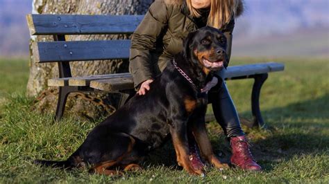 Training Guard Dogs for Protection 的图像结果
