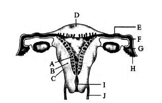 Diagrammatic view of female reproductive system is given below. Select ...