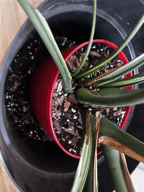 After struggling with rotten roots, I repotted my monstera into an even ...