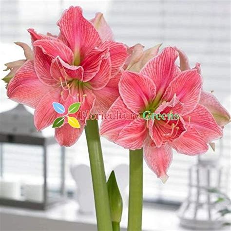 Floriculture Greens Imp. Amaryllis Lily/Belladonna Lily Double Flower ...