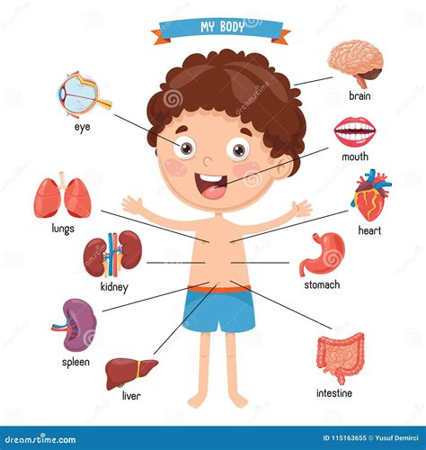 Human Body Clipart For Kids