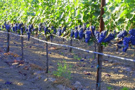 concord grapes trellis Growing Vines, Growing Grapes, Growing Plants ...