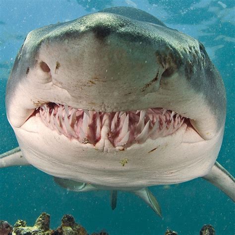 Worlds Largest Tiger Shark
