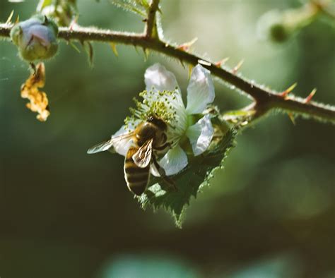 What Eats Bees - Beekeeping 101