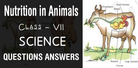 Nutrition in Animals class 7 Science NCERT Solutions - edunation19