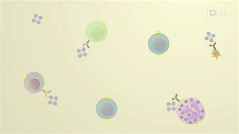 Isolation and Purification of B Cells from Human Peripheral Blood (Scientific Article Protocol ...