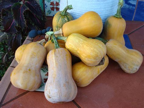 Honeynut Squash Organic Seeds – Hudson Valley Seed Company