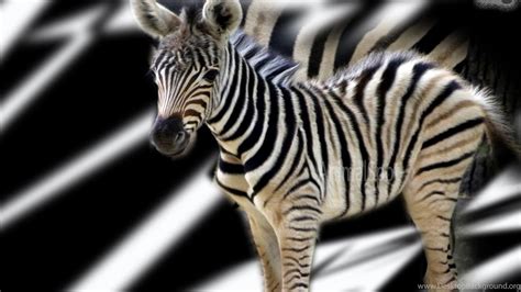 Image result for Zebra Background