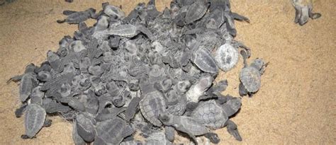 Running the gauntlet at Gahiramatha