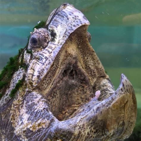 Image result for Snapping Turtle Bites