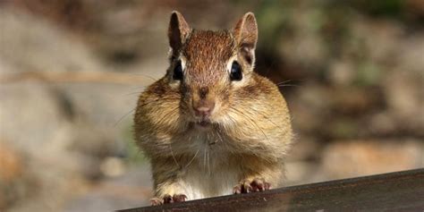 Image result for Digesting Chipmunk