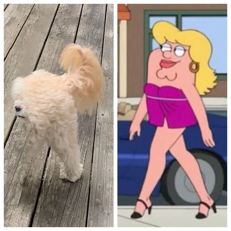 A blotched panorama turned my dog into Legs Go All the Way Up Griffin ...