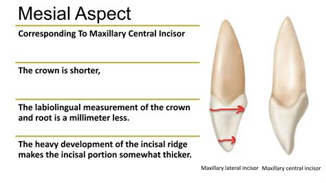 Permanent Maxillary Lateral Incisors-Dr Saba Arshad | PPTX