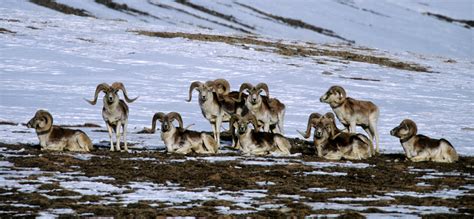 World Record Marco Polo Sheep
