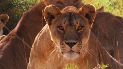 Image result for Watchmojo.com Top 10 Animals