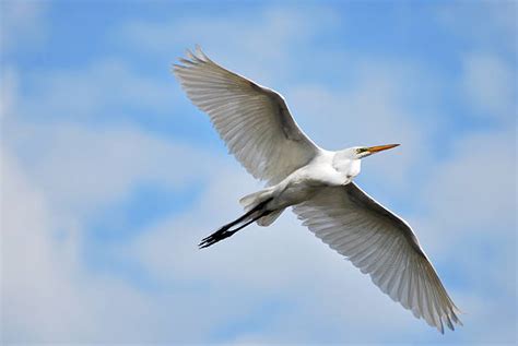 Image result for JavaBat Wingspan