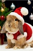 Image result for Very Cute Baby Bunnies