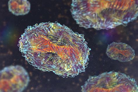 Image result for Virus Scanning Electron Microscope