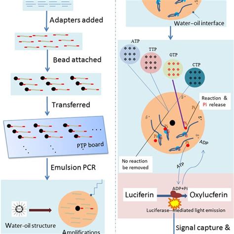 454 Pyrosequencing Steps 的图像结果