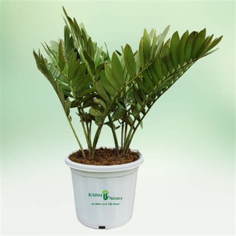 Zamia Palm - Zamia Furfuracea
