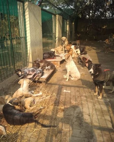 Volunteer Or Donate For Animals To SPCA, Noida | LBB, Delhi