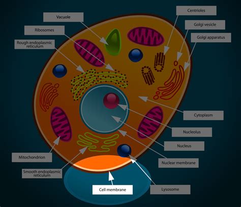 Animal Cell Membrane - Interactive DiagramkidCourses.com