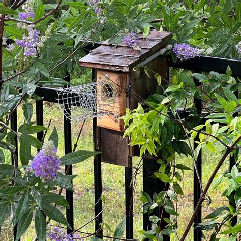 Image result for Custom Predator Leonard