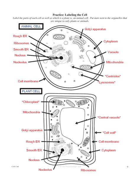 Labled Cells - Practice: Labeling the Cell Label the parts of each cell ...
