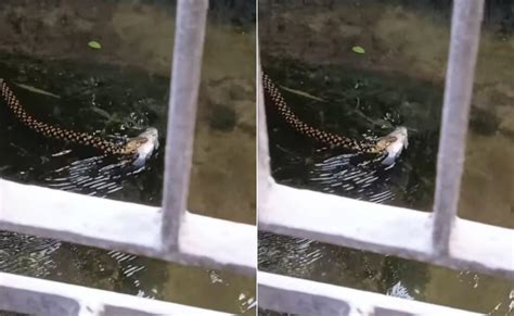 मुंह में मछली दबाए पानी में तैरता दिखा सांप, वायरल Video देख यूजर्स ने ...