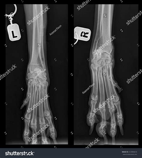 Dog Xrays