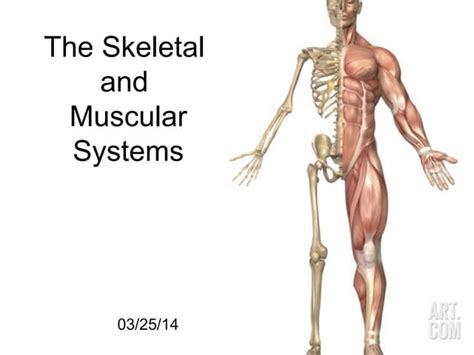 Image result for Skeletal System Muscular System