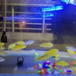 Best Top Rated Fish spa in Dharwad, Karnataka, India | Yappe.in